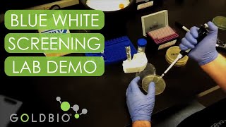 Demonstration of Blue White Screening of Bacterial Colonies  X Gal  IPTG Plates [upl. by Duarte5]