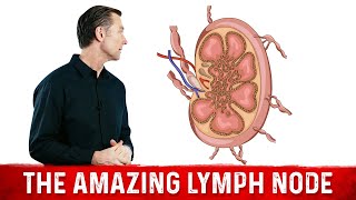 What Is a Lymph Node [upl. by Earej]