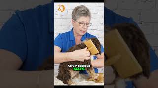 Grooming Tips for Labradoodle Puppies  Master the Slicker Brush Technique [upl. by Thevenot233]