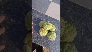 custard apple fruit gardening harvesting gardeningplants myfarming food trendingshorts [upl. by Nettle]