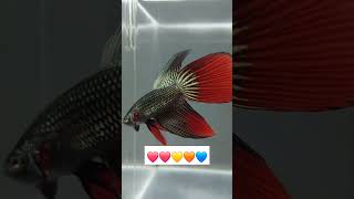 Veiltail betta fish [upl. by Nwonknu810]