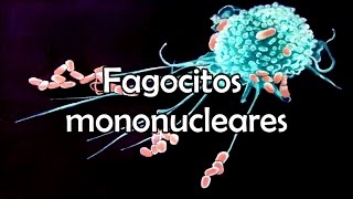 Fagocitos mononucleares [upl. by Malamut]