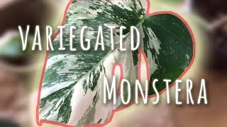 Repotting Variegated Monstera Cutting  New House Plant [upl. by Adrianne295]