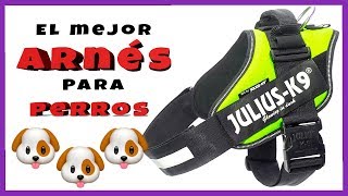 Tipos de ARNÉS para PERROS 🐶 TOP 5 ✅ Mejores PECHERAS para perros [upl. by Haldis]