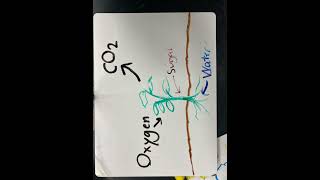 Photosynthesis and cellular respiration project sci [upl. by Ranilopa]