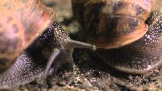 The Sex Life of a Snail  Wildlife Documentary [upl. by Amble]