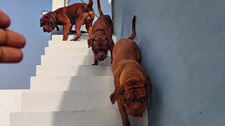 French Mastiff Dog Kennel India best video  Doggyz World Kennel  KCI Registered Kennel [upl. by Haile304]