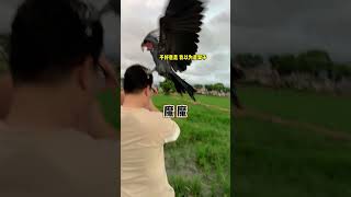 Outdoor parrot release parrot Xiaobai bird walking macaw release [upl. by Jecoa122]