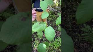 Alnus incana Betulaceae speckled alder [upl. by Post]