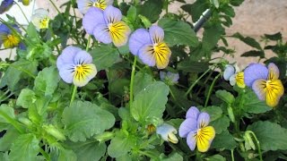 Growing Violas from Seed [upl. by Sudderth]