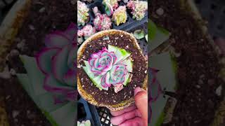 Cutting succulents succulent shortvideo nature decoration farming indoorplants houseplants [upl. by Benildis]