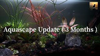 Aquascape Update After 3 Months  Rare Aquascape plants [upl. by Suoivatra]