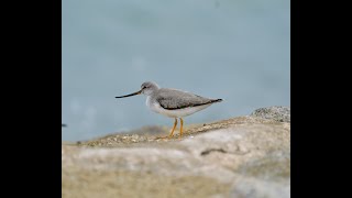 Terek Sandpipers call [upl. by Akerdna517]