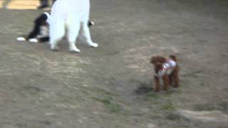 Bernese Mountain Dog vs Great Pyrenees ＆ teacuppoodle [upl. by Berry764]