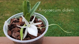 Sophies Garden 弟弟风兰好可爱，超级香！种植及管理方法 Angraecum didieri [upl. by Zap]