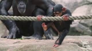 Chimpanzee Keeper Talk at Taronga Zoo Sydney [upl. by Crowe499]