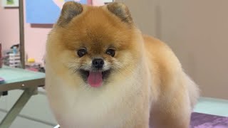 Pomeranian haircut compilation [upl. by Arised]