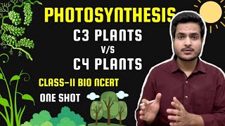 C3 Plants vs C4 Plants NCERT Table Discussion  Class11 Bio NCERT Photosynthesis [upl. by Peterus]