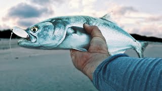 This Fish MADE The Trip Surf Casting The Mullet Run [upl. by Nylodam]