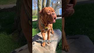 French Mastiff 🐶 Unbelievable Size and Sweetness [upl. by Tnecnev]