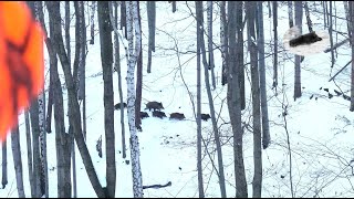 Wild boar driven hunting fever in december 2023 best moments compilation [upl. by Thanh]