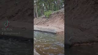 trout fishing in twain harte californiausing wax worm on main tuolumne ditch fishing access [upl. by Enuahs]