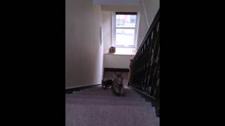 F5 Savannah kittens playing on stairs [upl. by Neehcas]