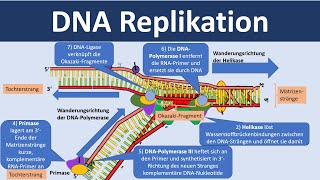 DNA Replikation  Verdopplung der DNA Biologie Oberstufe [upl. by Asenad186]