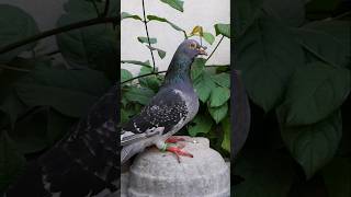 Amazing Homing pigeon  homingpigeons short kabootar pigeon birds [upl. by Nodnab376]