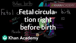 Fetal circulation right before birth  Circulatory system physiology  NCLEXRN  Khan Academy [upl. by Alben]