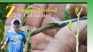 Z Grafting Method in Calamansi Citrus trees [upl. by Anaud]