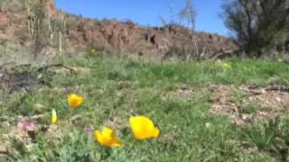 Poppies blooming at Saguaro Park [upl. by Nosdrahcir]