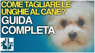 Come tagliare le unghie al cane Guida completa [upl. by Aynatahs]