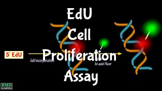 EdU Cell Proliferation Assay [upl. by Anneuq229]