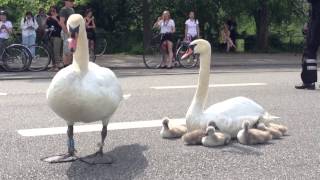 Swan family controls traffic in Denmark [upl. by Thoer603]