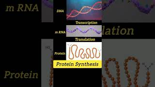 Protein Synthesis newsong music punjabisong love song gkके15सवालपार्ट AvadhClassesbiology [upl. by Nhtanhoj]