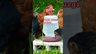 Desi murgi palon 🐓🐔 shorts shortsfeed chicken chickenfarm [upl. by Mauldon]