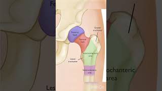 Hip fracture sites bone fracture anatomy medicalstudent shorts reels [upl. by Yawnoc895]