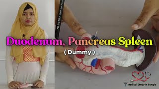 Duodenum Pancreas Spleen dummy demonstration in bangla  Medical Study In Bangla [upl. by Rubina7]