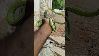 greenvinesnake nonvenomous nature video snake madurai tamil trending reels shorts save [upl. by Dusa654]