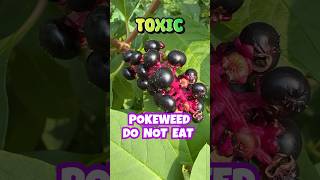 Do not eat Pokeweed Berries  Toxic shortsvideo [upl. by Maddy]