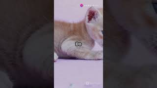 Litter Train Your Kitten in 60 Seconds [upl. by Samuela]