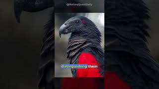 Dracula Parrot  Nature Quest Daily  shorts [upl. by Adelina]