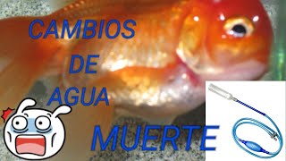 CAMBIOS PARCIALES DE AGUA MUY GRANDES PUEDE SER LA MUERTE DE TUS PECES [upl. by Rosalba]