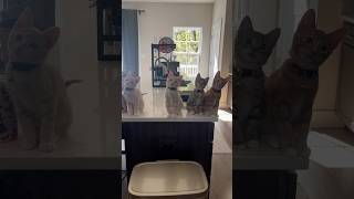 Kitten Head Bobbing 🐱😂  Week 115  Short 371 cat kitten animals cute pets dailyvlog [upl. by Suirtimid130]