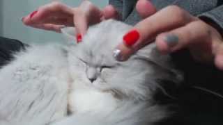 Cat Purring ASMR 고양이 얼굴 마사지와 그르릉 사운드 [upl. by Nellak]