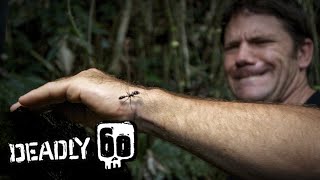 Handling The Worlds Biggest Ant  Deadly 60  BBC Earth Kids [upl. by Simonetta]