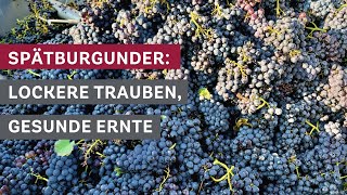 SpätburgunderErnte Lockere Trauben und gesunde Rebstöcke 🍇🌿 [upl. by Schaab748]