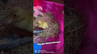 Thanks to Metzer Farms New ducks arrived safely [upl. by Friedman]