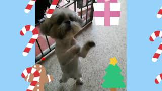 Perrito bailando Navidad navidad perritos [upl. by Llezniuq]